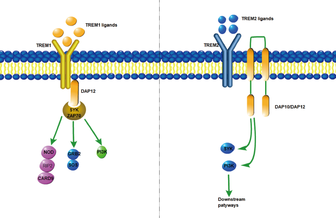 阿爾茨海默癥？癌癥？-靶點(diǎn)TREM