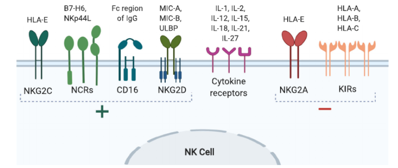 NKG2A細(xì)胞篩選模型