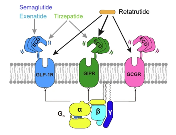 GLP-1R、GCGR、GIPR多靶點激動劑與代謝疾病